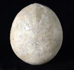 Echinocorys scutata (LESKE 1778) - Bild © FossNet FossilienStore